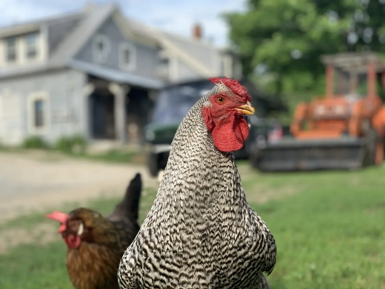 Close portrait of a barred hen with the farmhouse and tractor softly blurred behind her