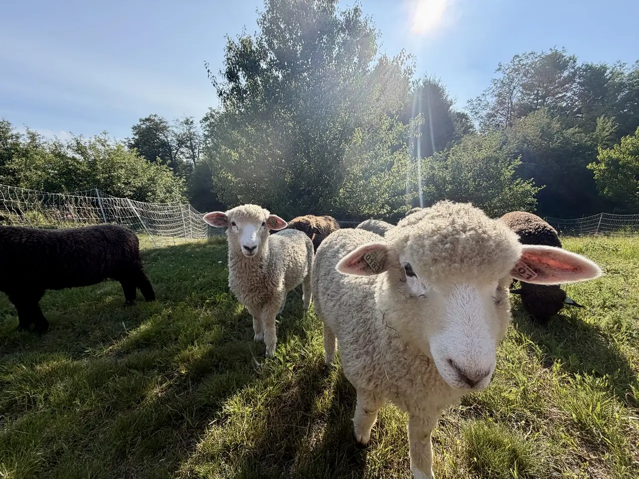 A curious white sheep standing close to the camera with the flock behind it