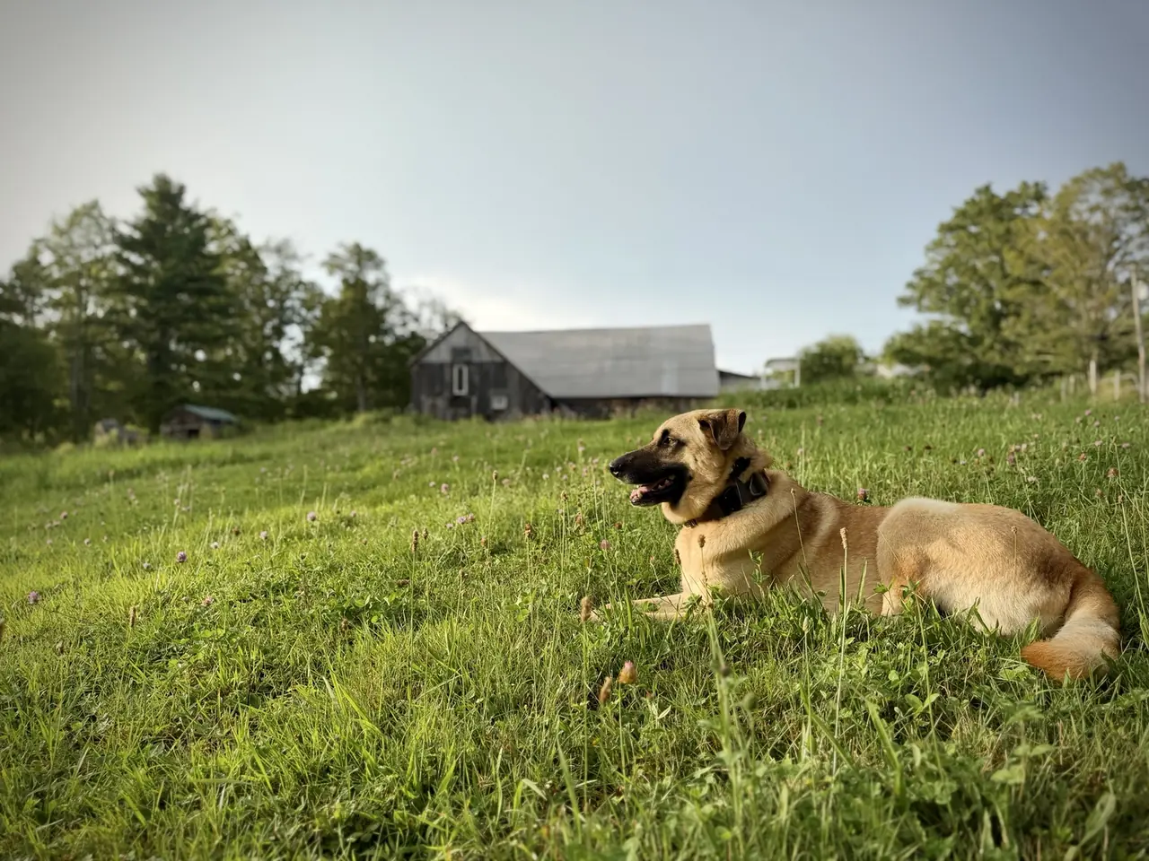 Mowgli the farm dog resting in a clover pasture with the weathered barn behind him
