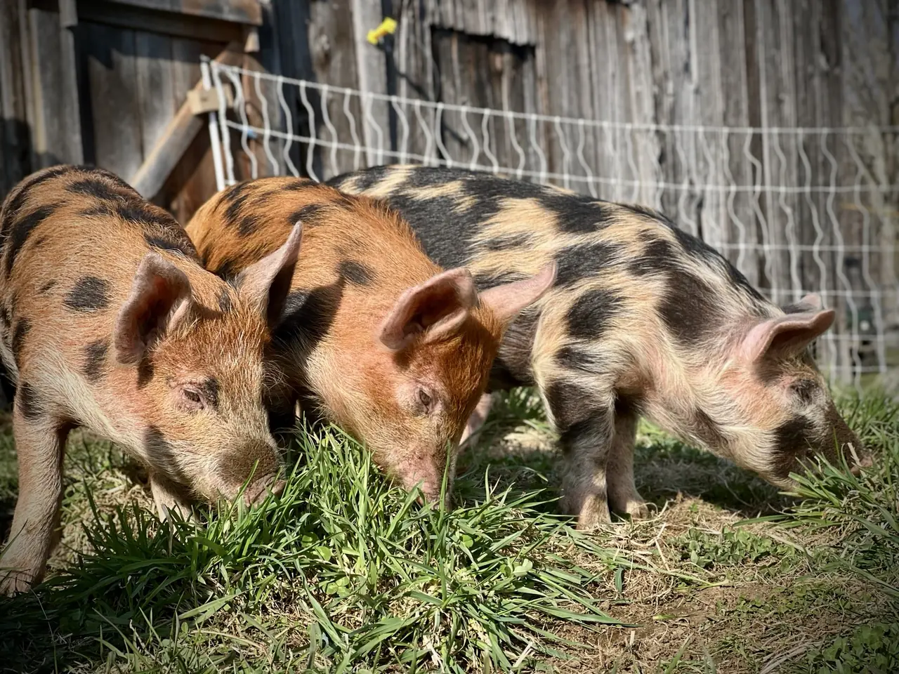 Three spotted piglets grazing beside a wooden barn