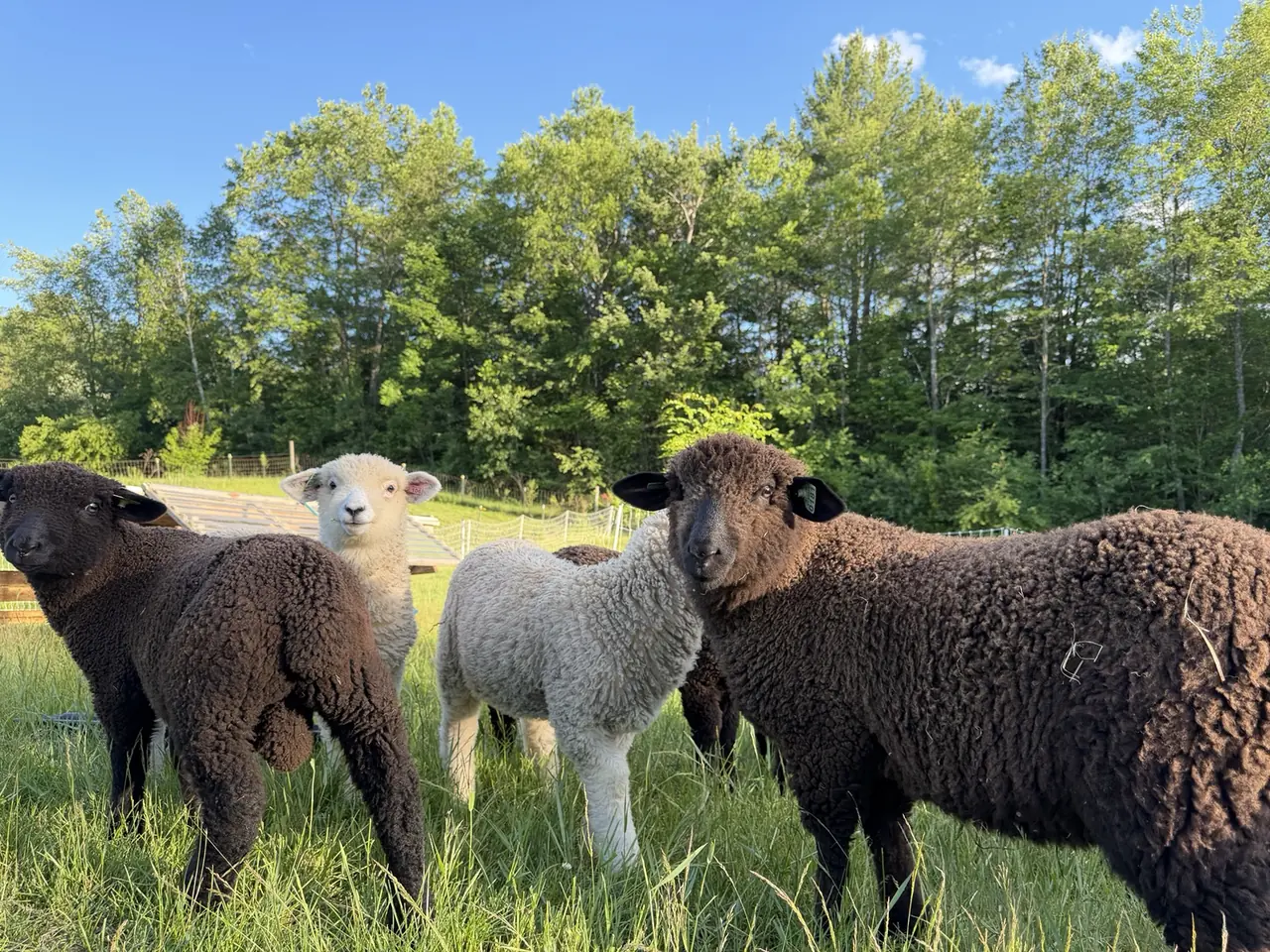 A mixed flock of black and white sheep in green pasture