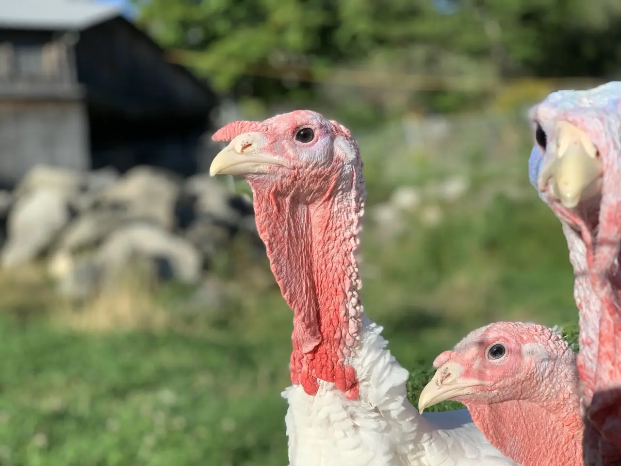 A group of white turkeys gathered close to the camera with sheep in the background