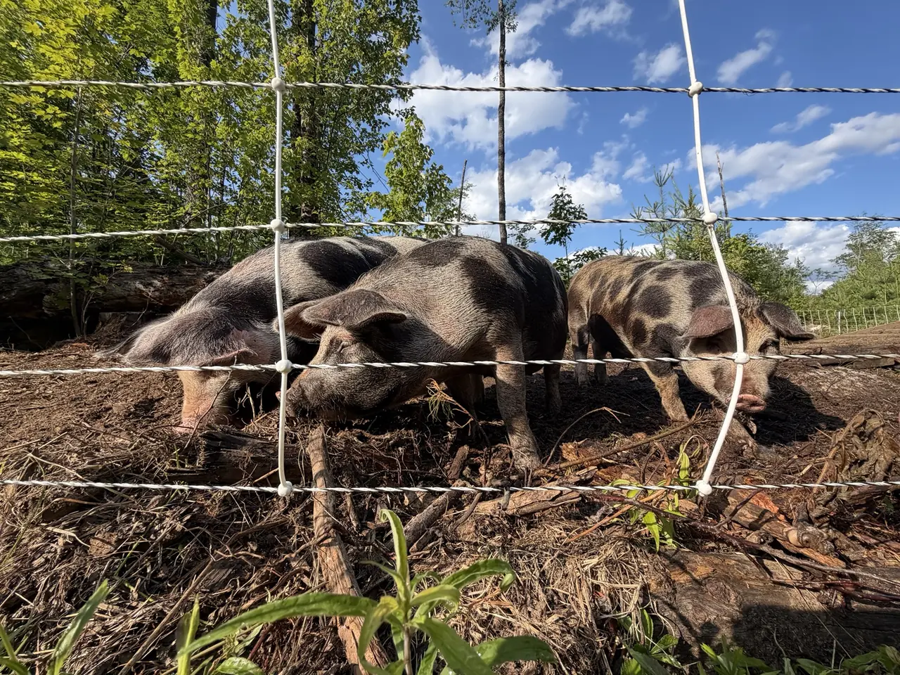 Spotted pigs rooting among branches and leaves in their wooded paddock
